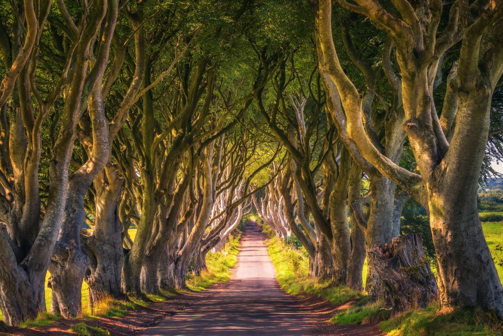 Photo shows long road that cuts between an avenue of winding trees in Northern Ireland, famously a location used on TV show Game of Thrones